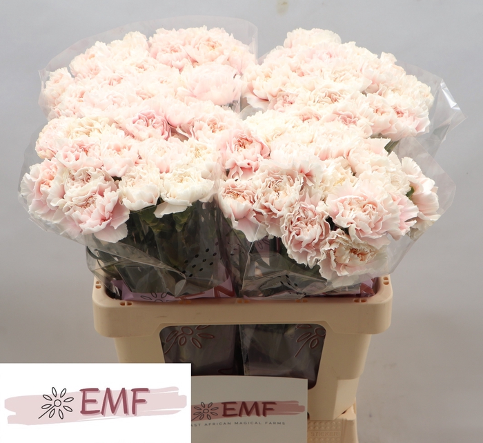 <h4>DI ST ALTAIR</h4>