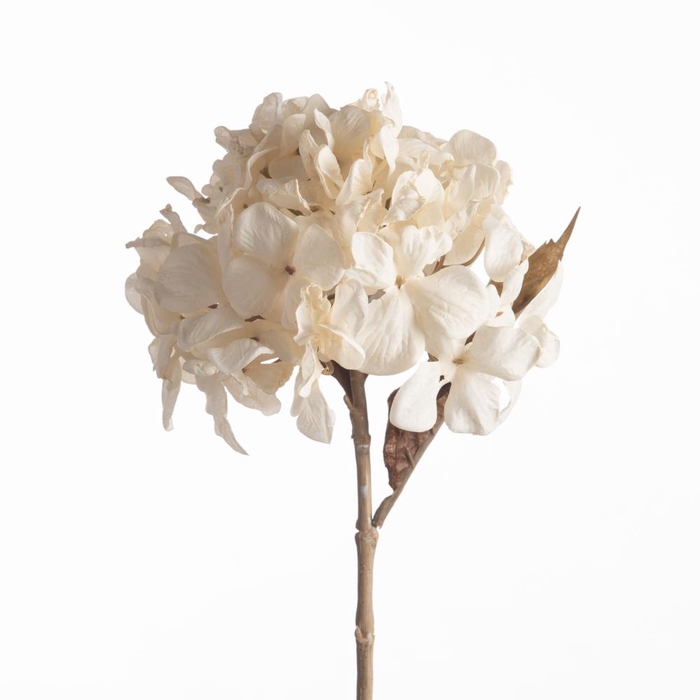 <h4>Af Hydrangea Dried L61cm Cream</h4>