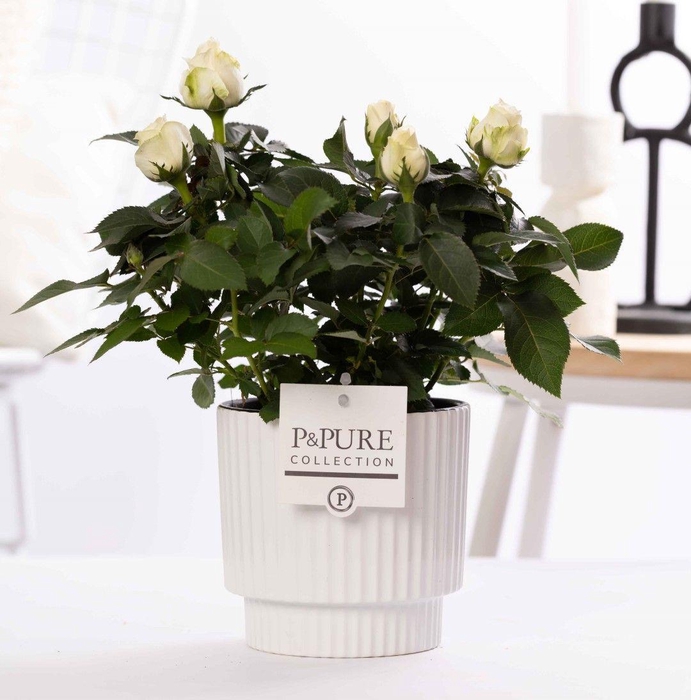 <h4>Rosa white in P&PURE Ivy ceramics shiny white</h4>