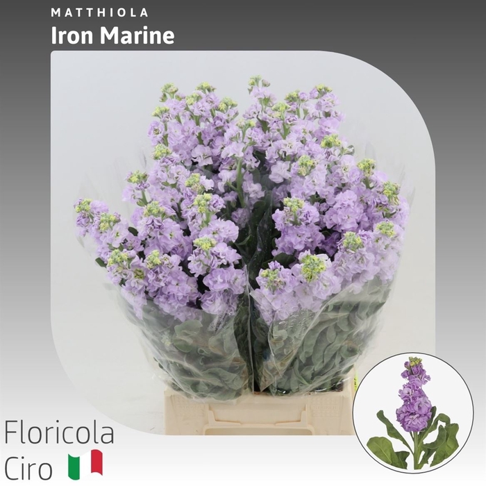 <h4>Matthiola Iron Marine</h4>