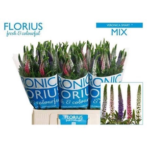 Veronica  'Smart Coulours'   ...mix