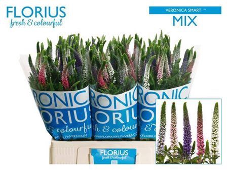 <h4>Veronica  'Smart Coulours'   ...mix</h4>