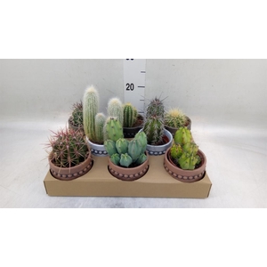 Cactus   ...