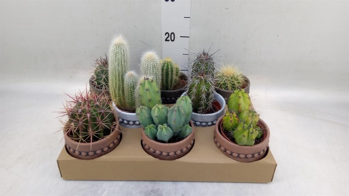 <h4>Cactus   ...</h4>