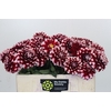 Dahlia Checkers