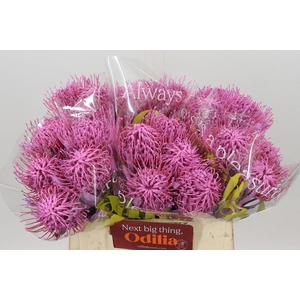 Nutans Painted Pink