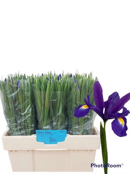 <h4>IRIS BLUE MAGIC</h4>