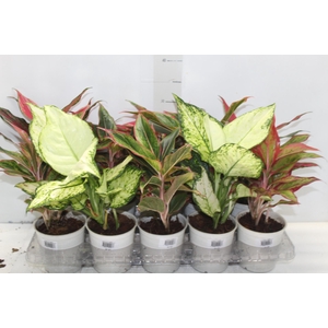 AGLAONEMA VARIADA P12