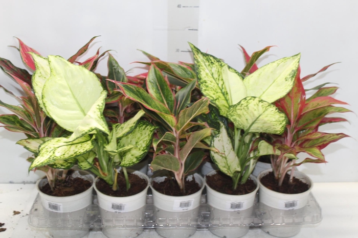 <h4>AGLAONEMA VARIADA P12</h4>