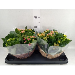Kalanchoe   ...