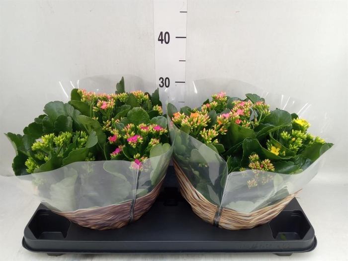 <h4>Kalanchoe   ...</h4>