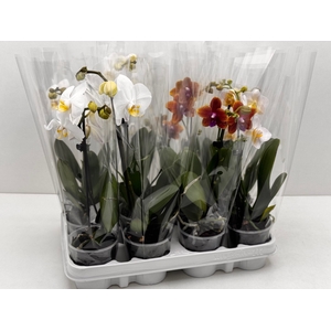 PHAL MIXK