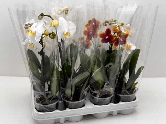 <h4>PHAL MIXK</h4>