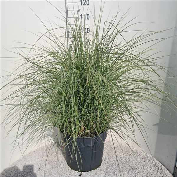 <h4>Miscanthus Sin. Silver Cloud P40</h4>