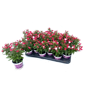 FUCHSIA B F EVITA