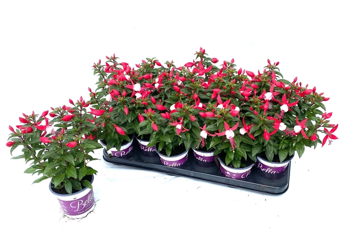 <h4>FUCHSIA B F EVITA</h4>