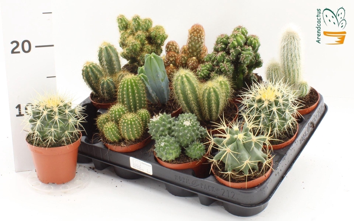 <h4>Cactus gemengd</h4>