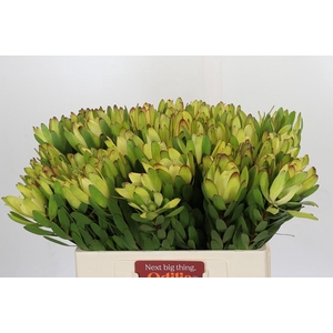 Leucadendron Goldstrike
