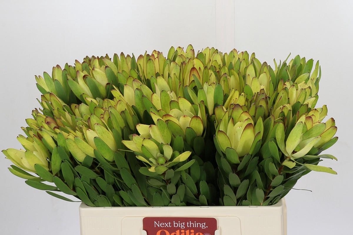 <h4>Leucadendron Goldstrike</h4>