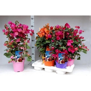 BOUGAINV DANIA