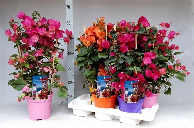 <h4>BOUGAINV DANIA</h4>