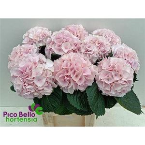 Hydr M My Pinktou Rz 80cm