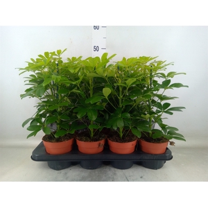 Schefflera arbor. 'Nora'