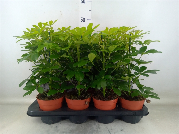 <h4>Schefflera arbor. 'Nora'</h4>