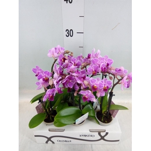 Phalaenopsis   ...mini