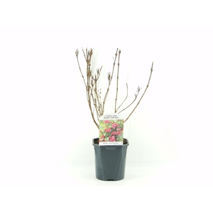 Weigela Bristol Ruby