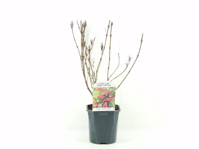 <h4>Weigela Bristol Ruby</h4>