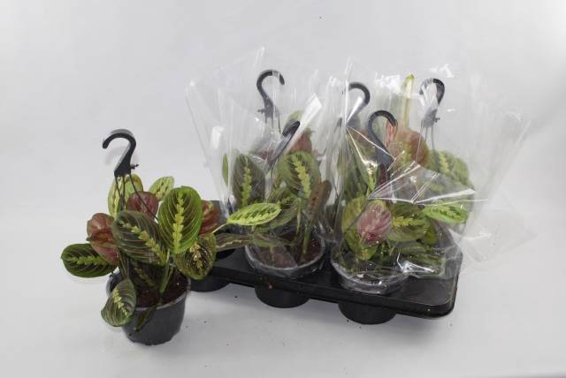 <h4>MARANTA FASCINATOR</h4>