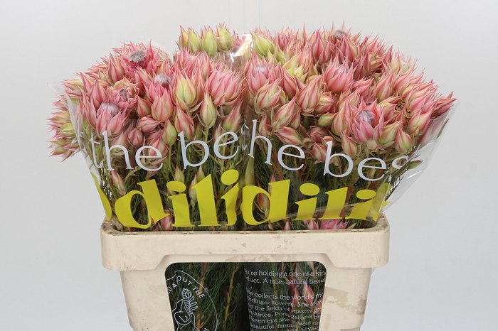 <h4>Blushing Bride Pink 6/9 Flowers</h4>