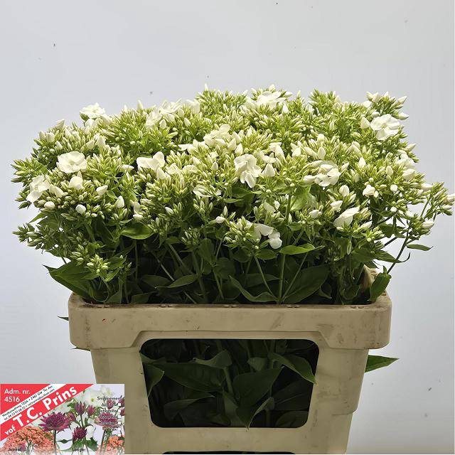 <h4>Phlox P Whitecap</h4>