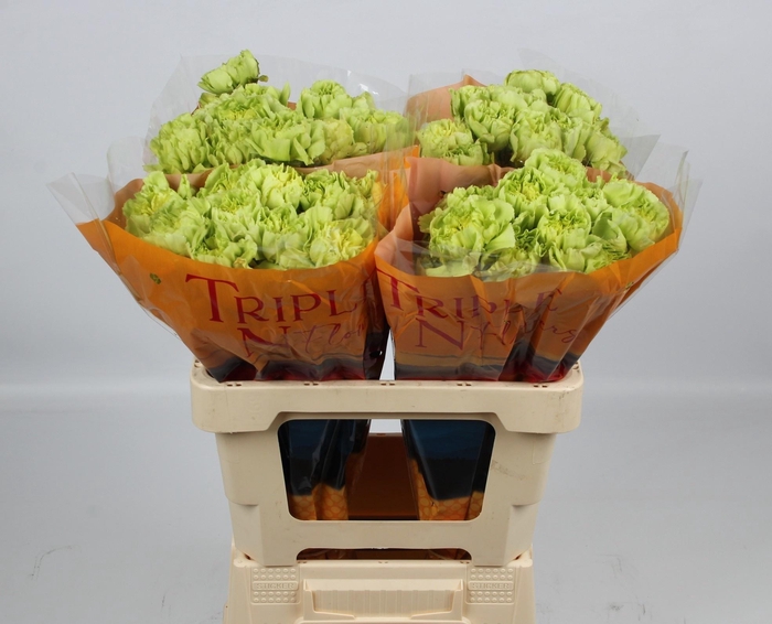 <h4>DI ST CELTIC GREEN</h4>