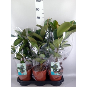 Ficus elastica 'Cloe'