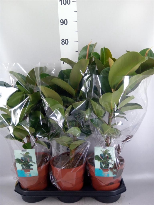 <h4>Ficus elastica 'Cloe'</h4>