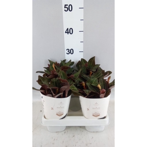 Ludisia discolor