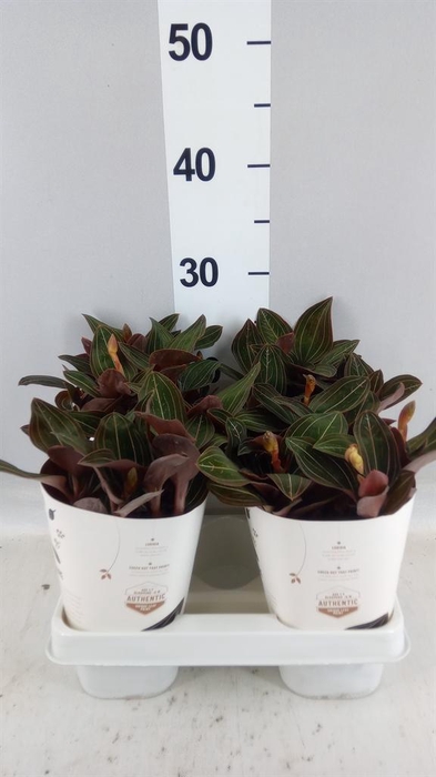 <h4>Ludisia discolor</h4>