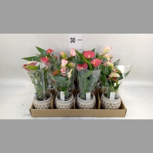 Anthurium   ...mix