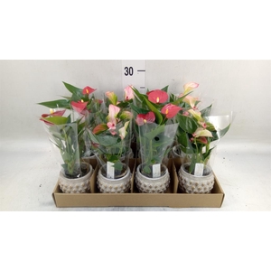 Anthurium   ...mix