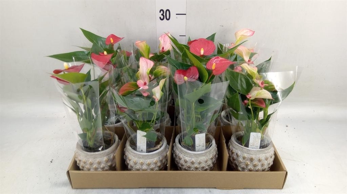 <h4>Anthurium   ...mix</h4>
