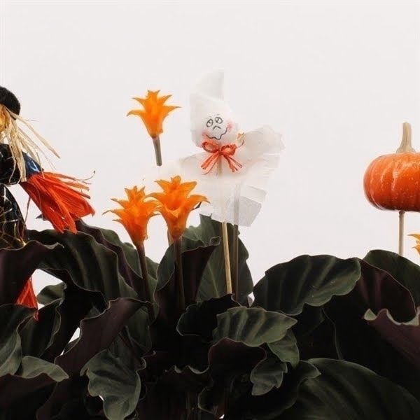 Calathea crocata Tassmania 3-4 bl HALLOWEEN