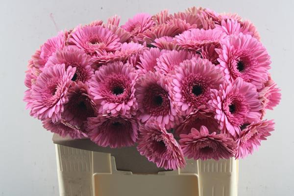 <h4>Ge Gr Peppa (rose)</h4>