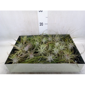 Tillandsia