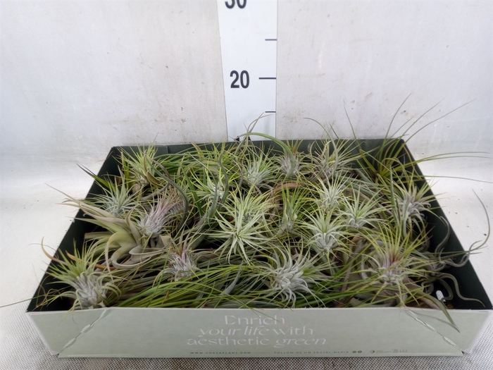 <h4>Tillandsia</h4>