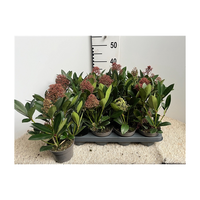 <h4>skimmia pot 13</h4>