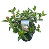 Viburnum tinus 'Lisa Rose' ® 7,5L