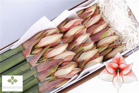 <h4>Hipp Di Charisma</h4>