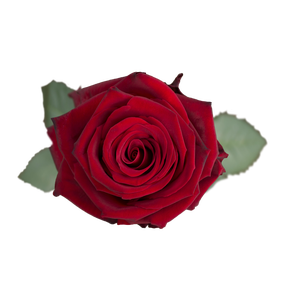 R GR EXPLORER Naranjo